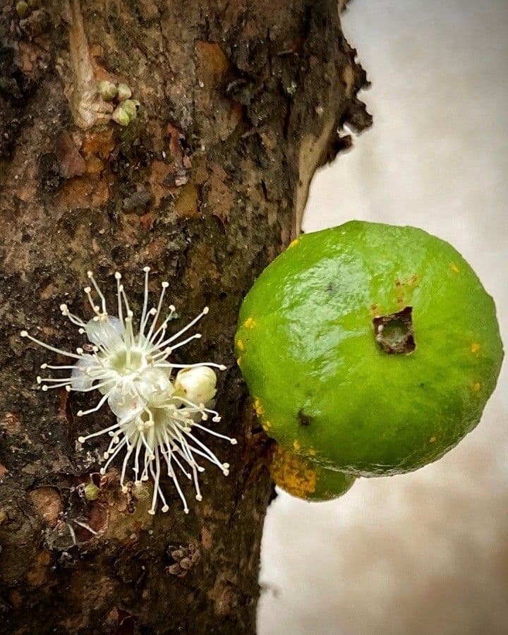 Jabuticaba 6