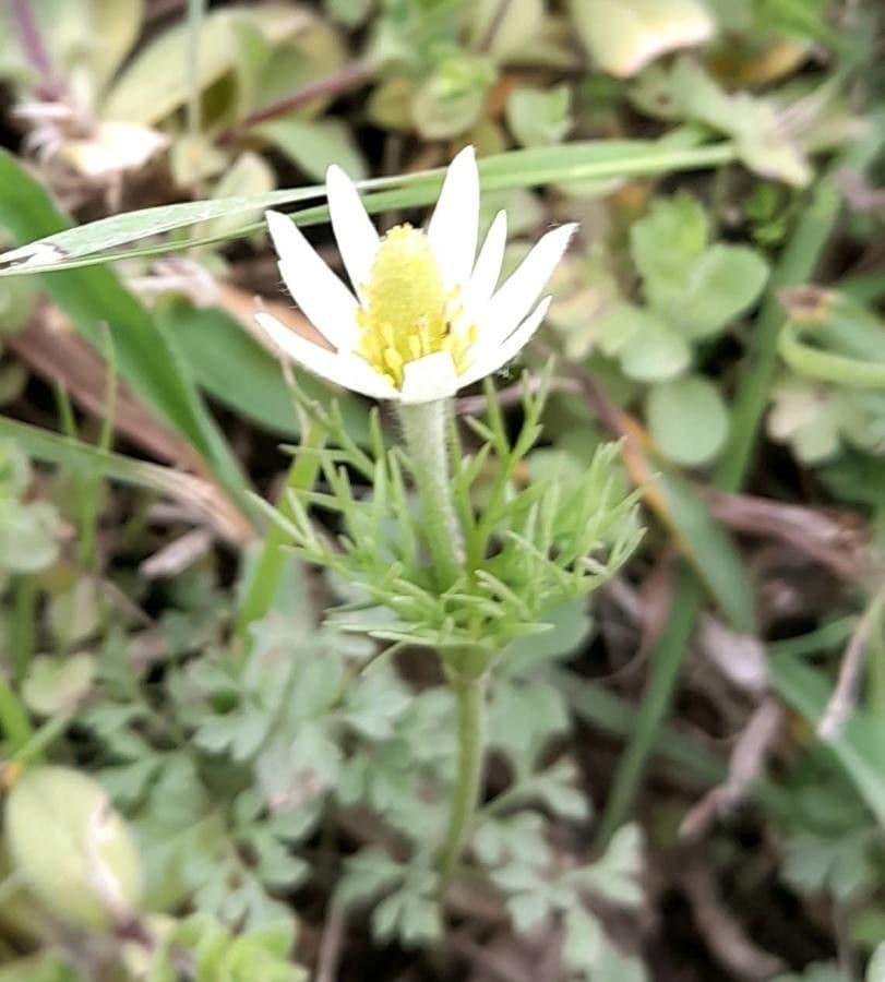 Süße Anemone 4