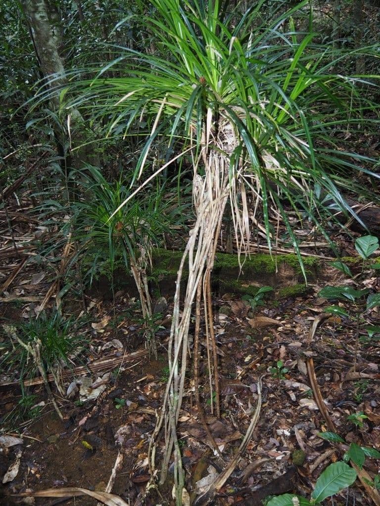 Pandanus