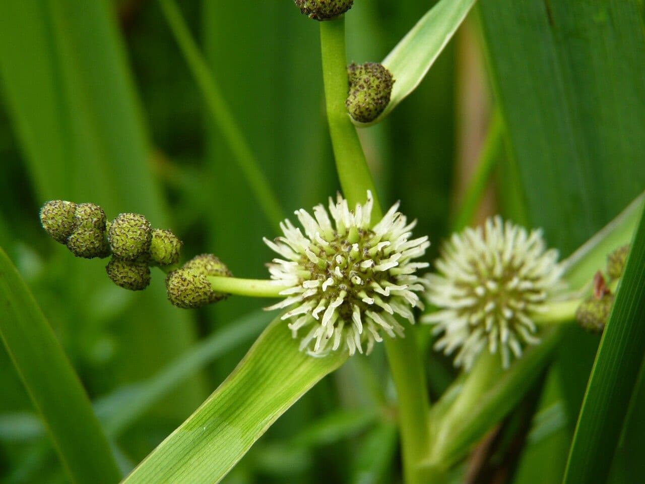 Platanaria 8