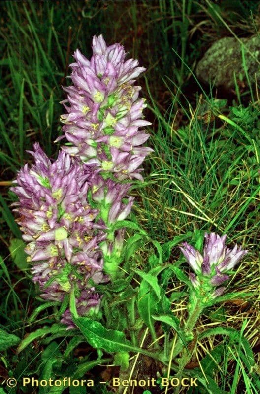 Campanula spigata 21