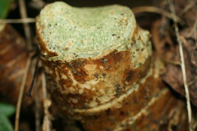 Zázvorník gardnerov 22