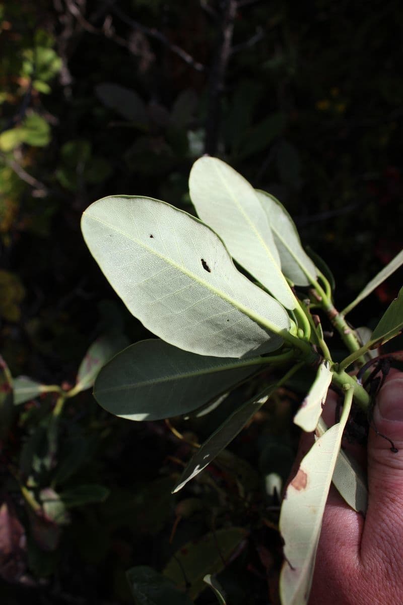 Rhododendron 12