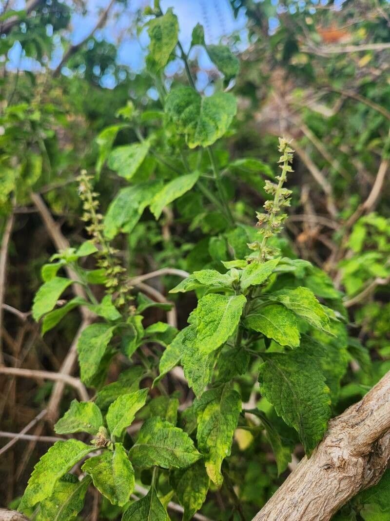 Basilico indiano
