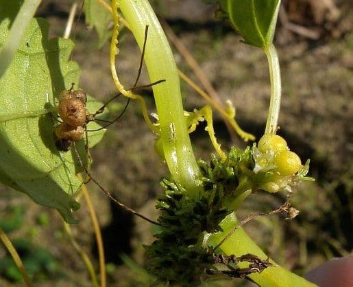 Cuscuta di cephalanthi