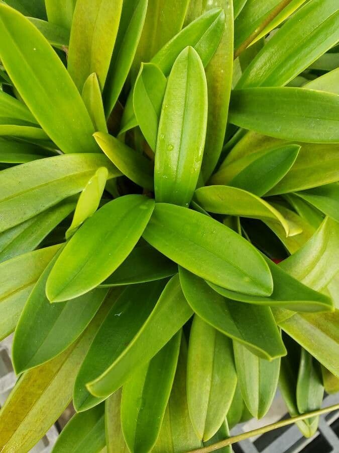 Masdevallia 8