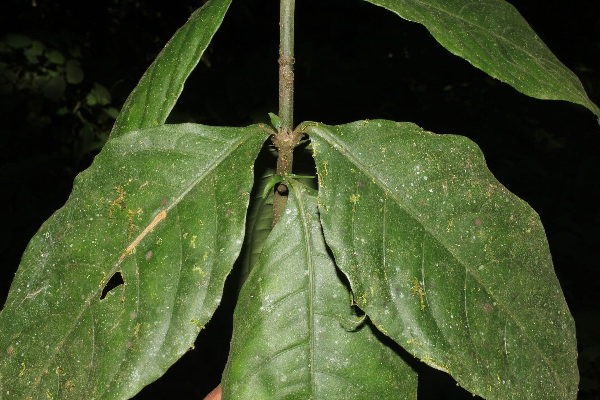 Aphelandra aurantiaca 12