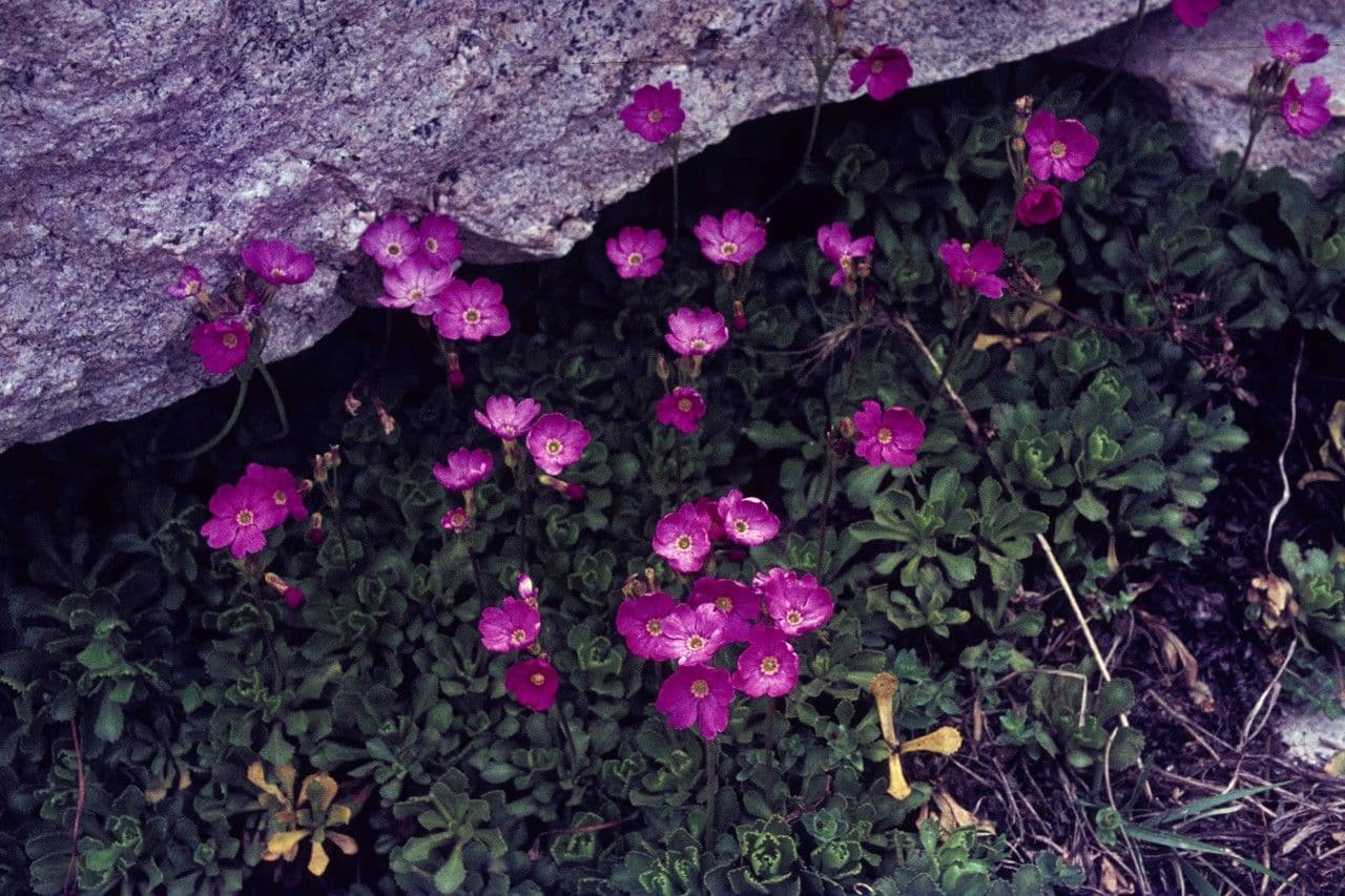 Primula 7