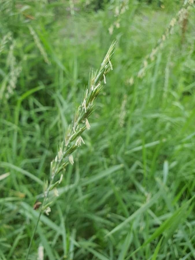 Loglio perenne 2