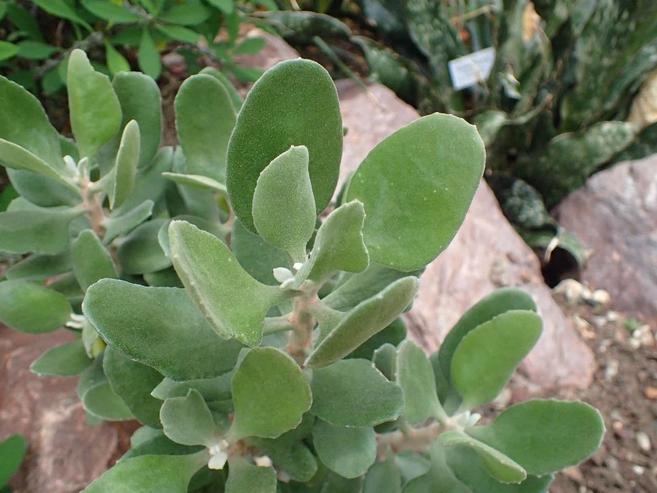 Kalanchoe