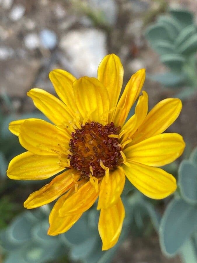 Hertia 7