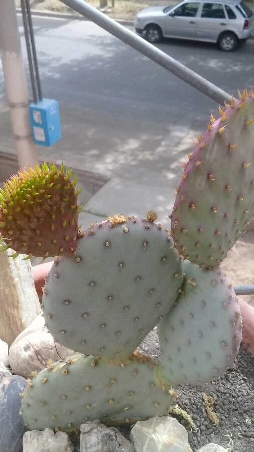 Opuntia macrocentra 18