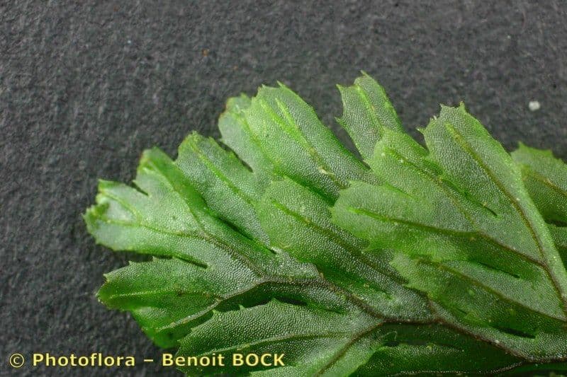 Braunes Hymenophyllum 26
