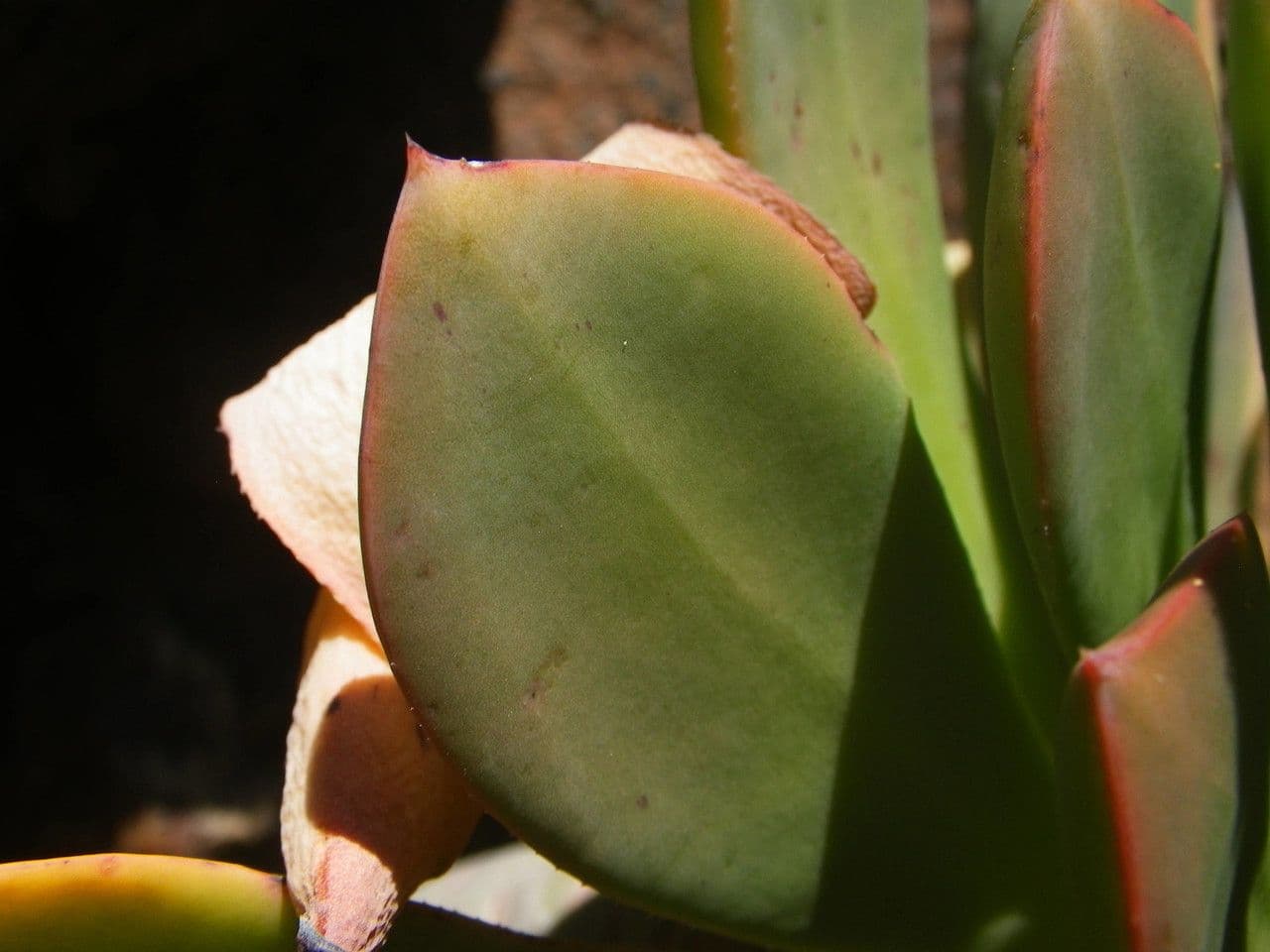 Aeonium