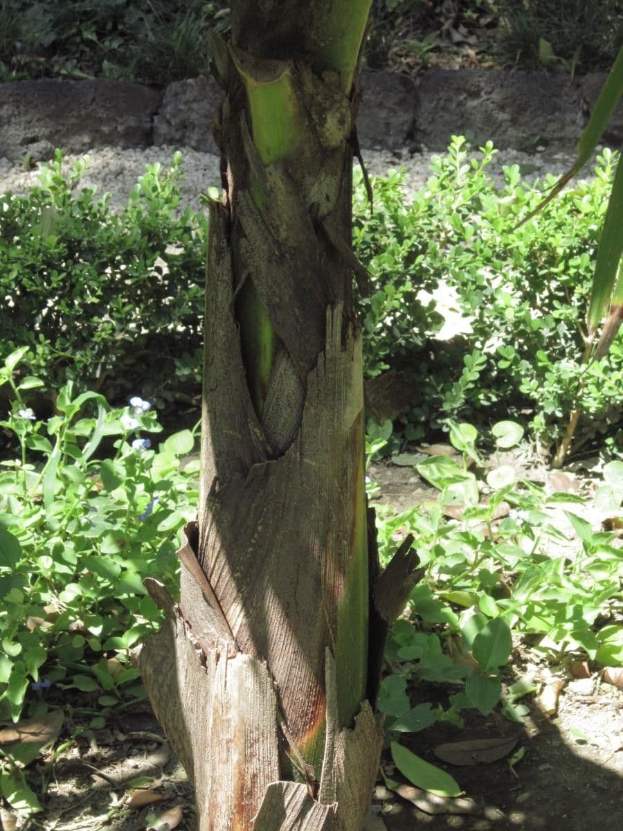 Burretiokentia hapala 6