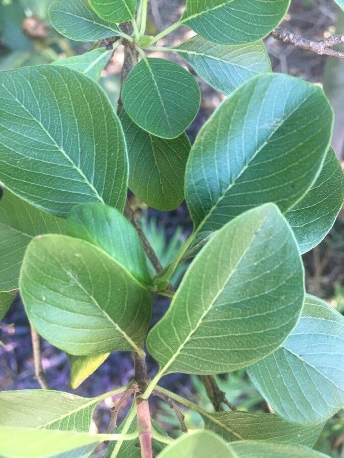 Calycophyllum 6