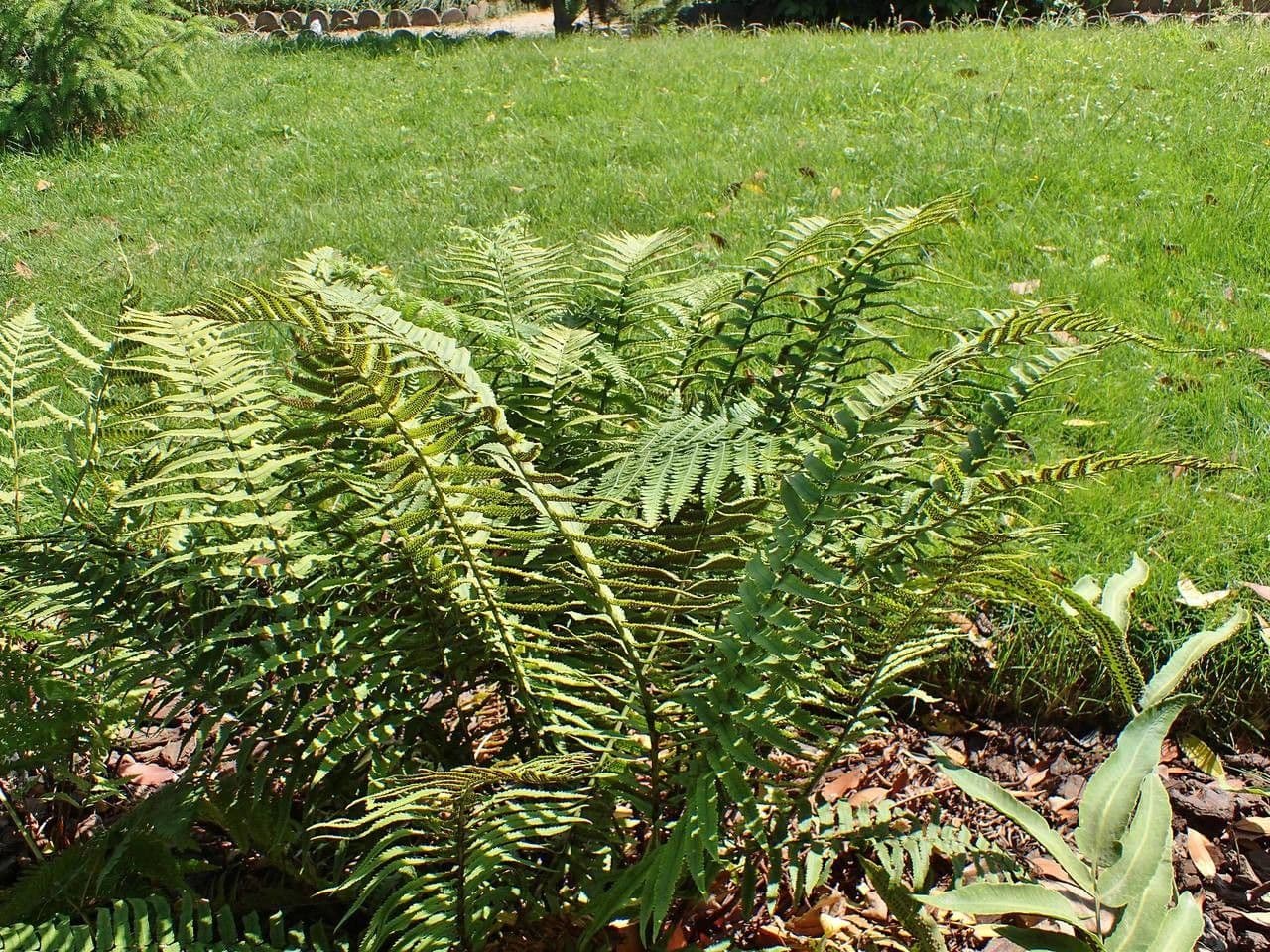 Dryopteris 5