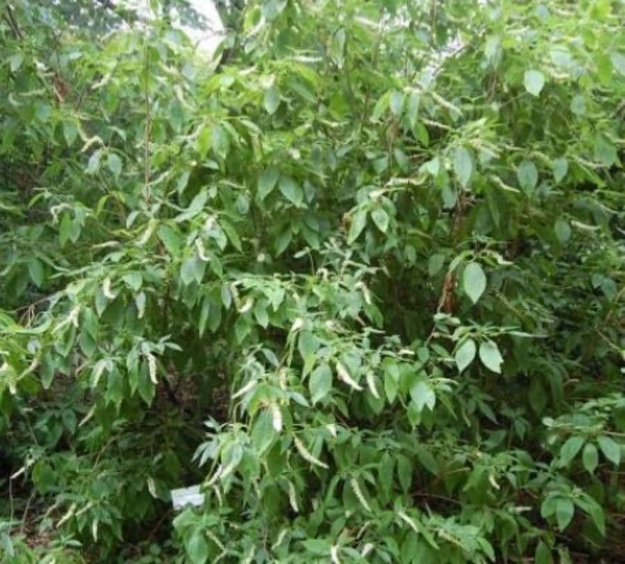 Clethra 13