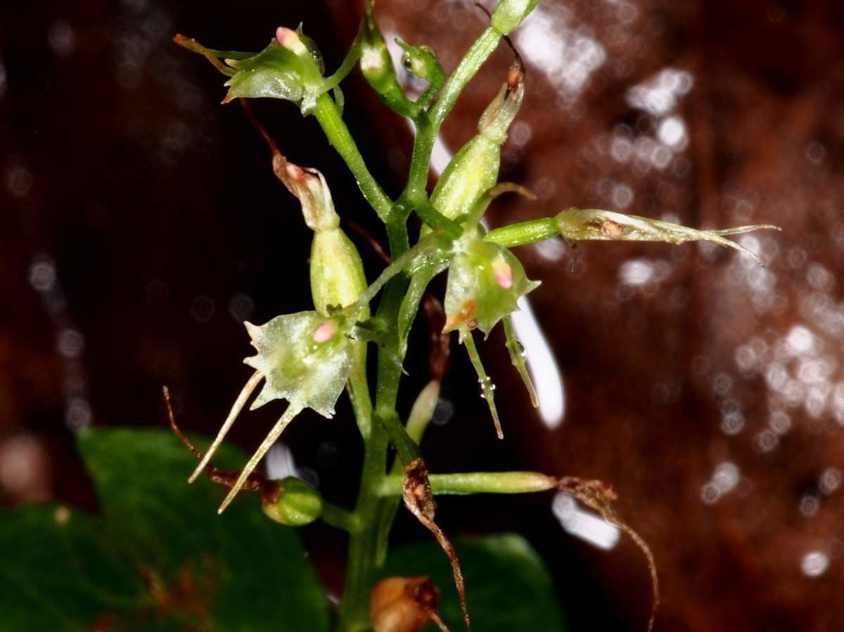 Umschlingende Mücken-Orchidee 6
