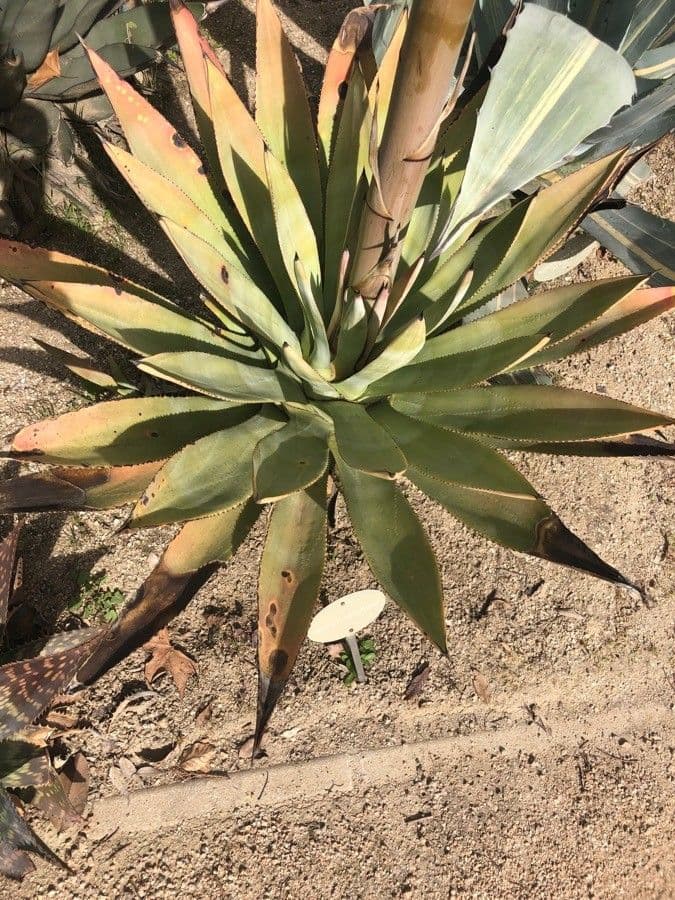 Murpheys Agave