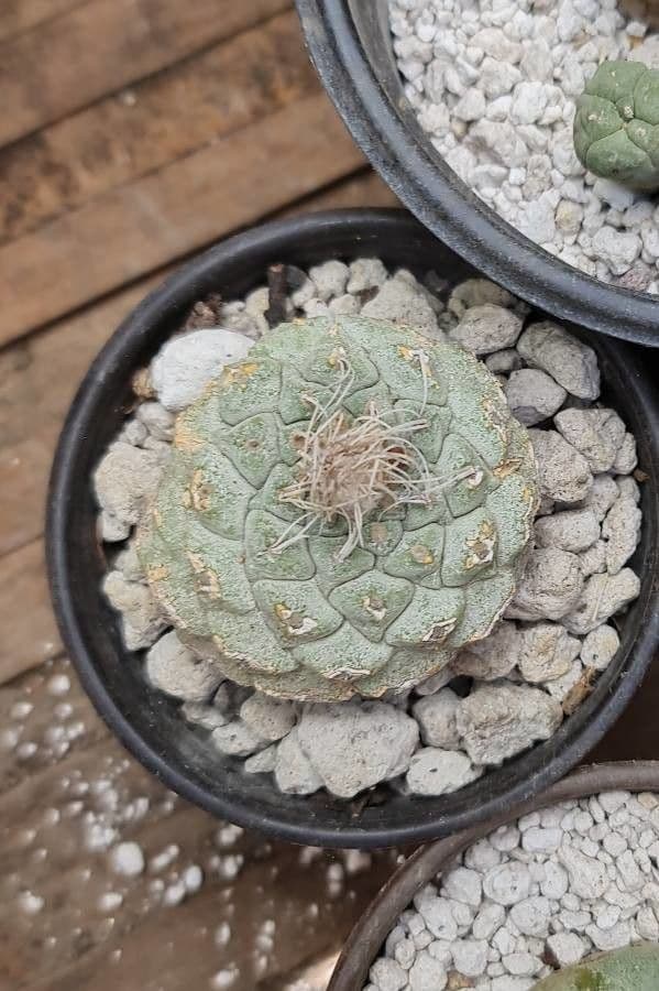 Strombocactus 8