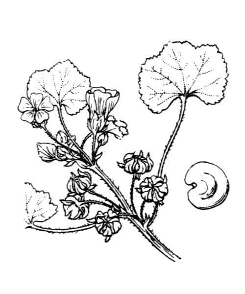 Malva pusilla 26