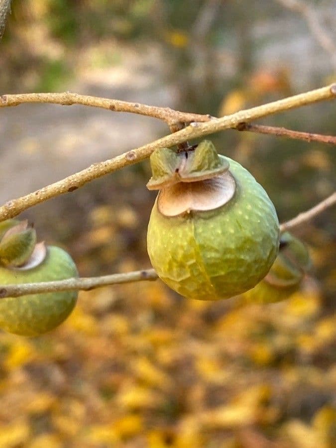 Sapindus indiano 5