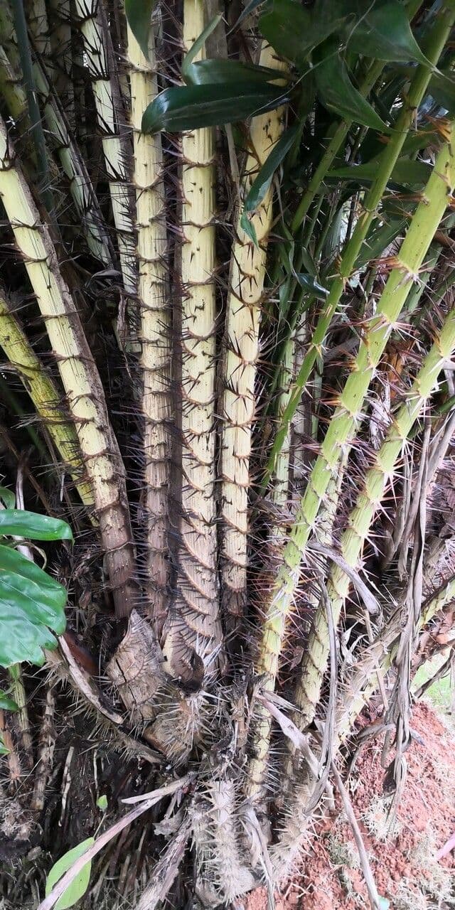 Salak