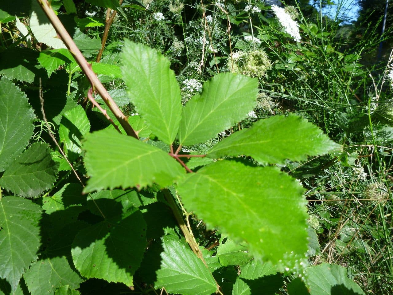 Brombeere 10