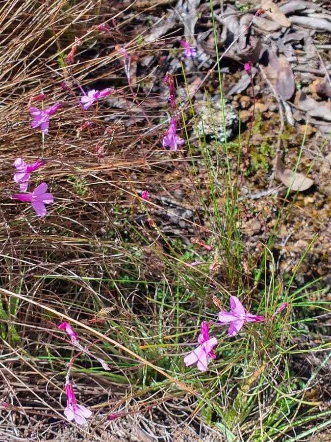 Lobelia 6