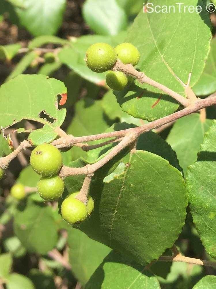Grewia 3