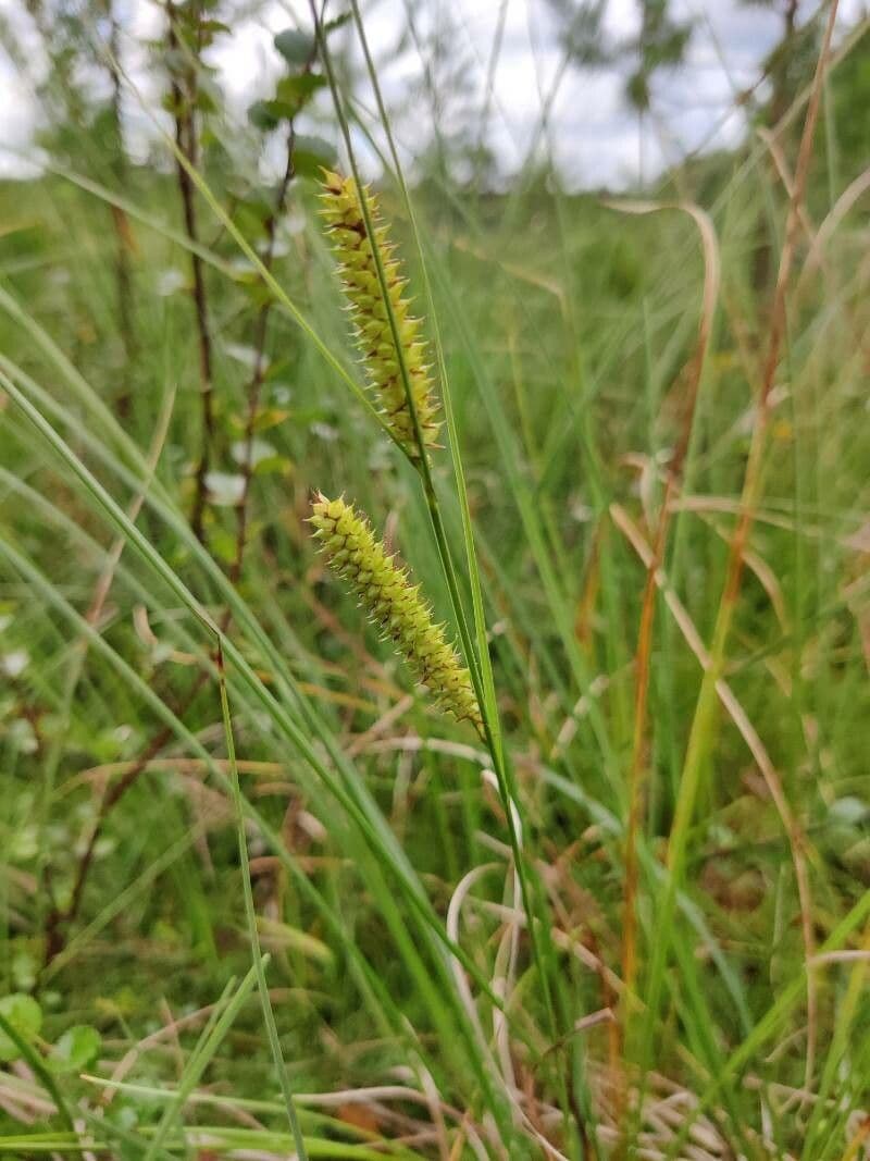 Carice rostrata 4