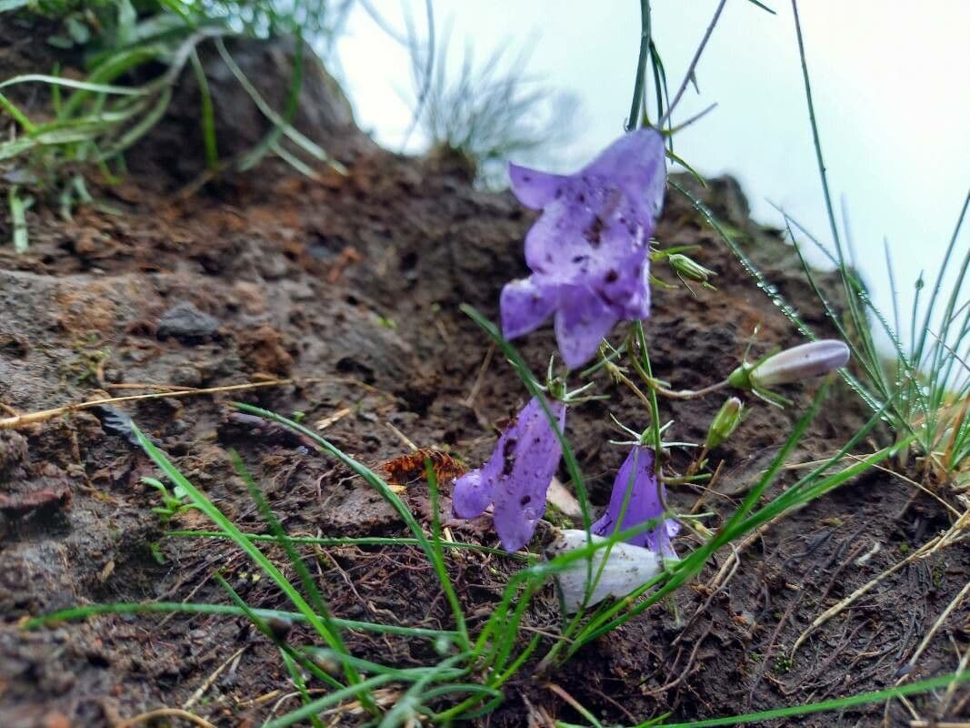 Campanula intaccata 5
