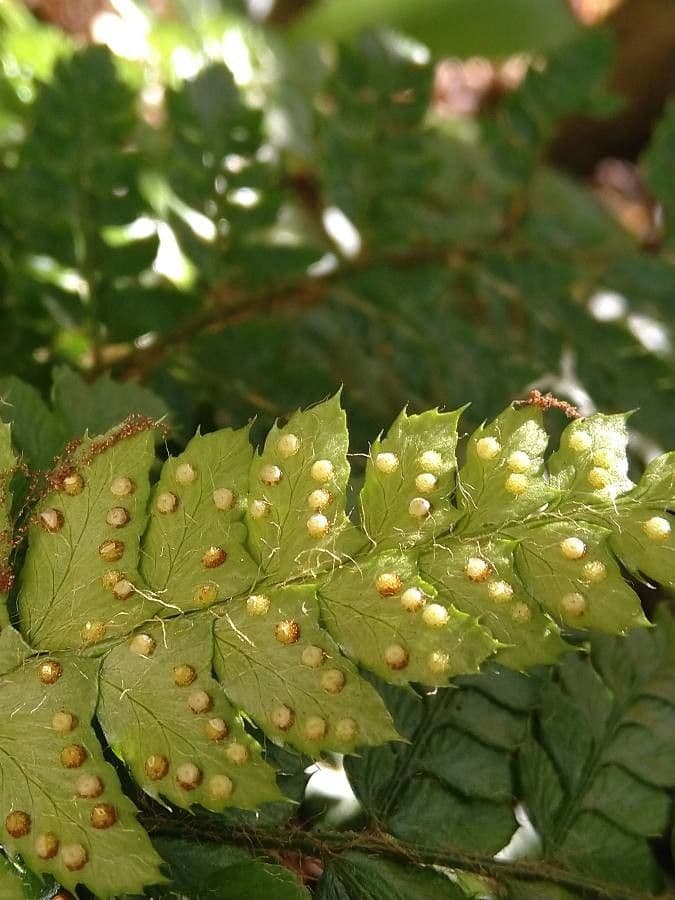 Polystichum polyblepharum 2