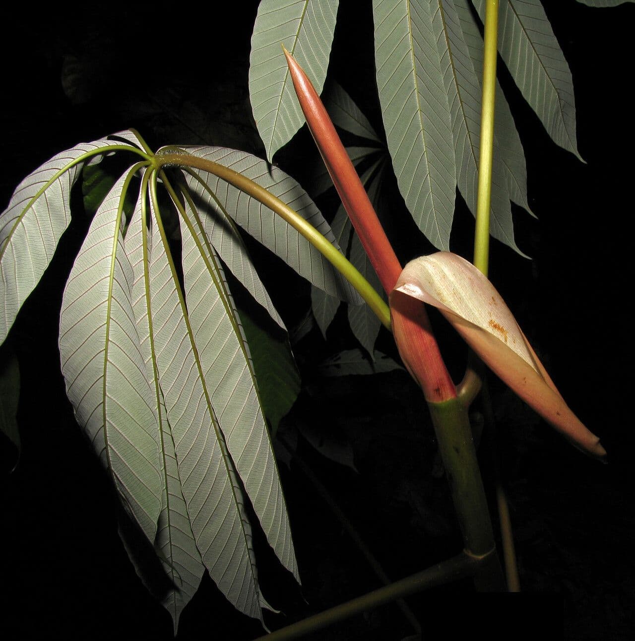 Cecropia 4