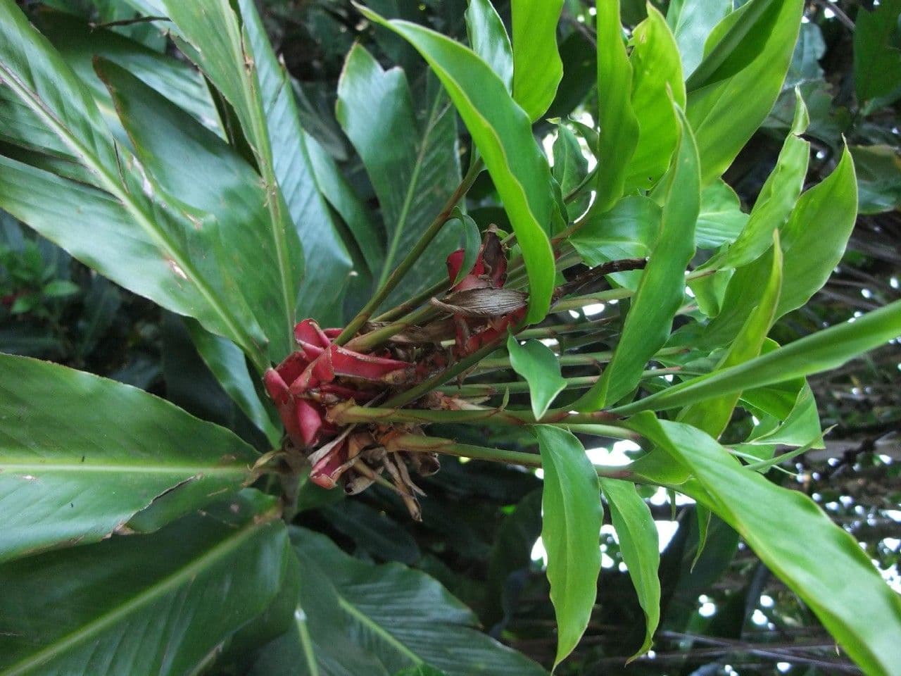 Zázvor purpurový 29