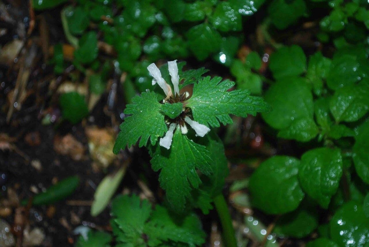 Lamium 5