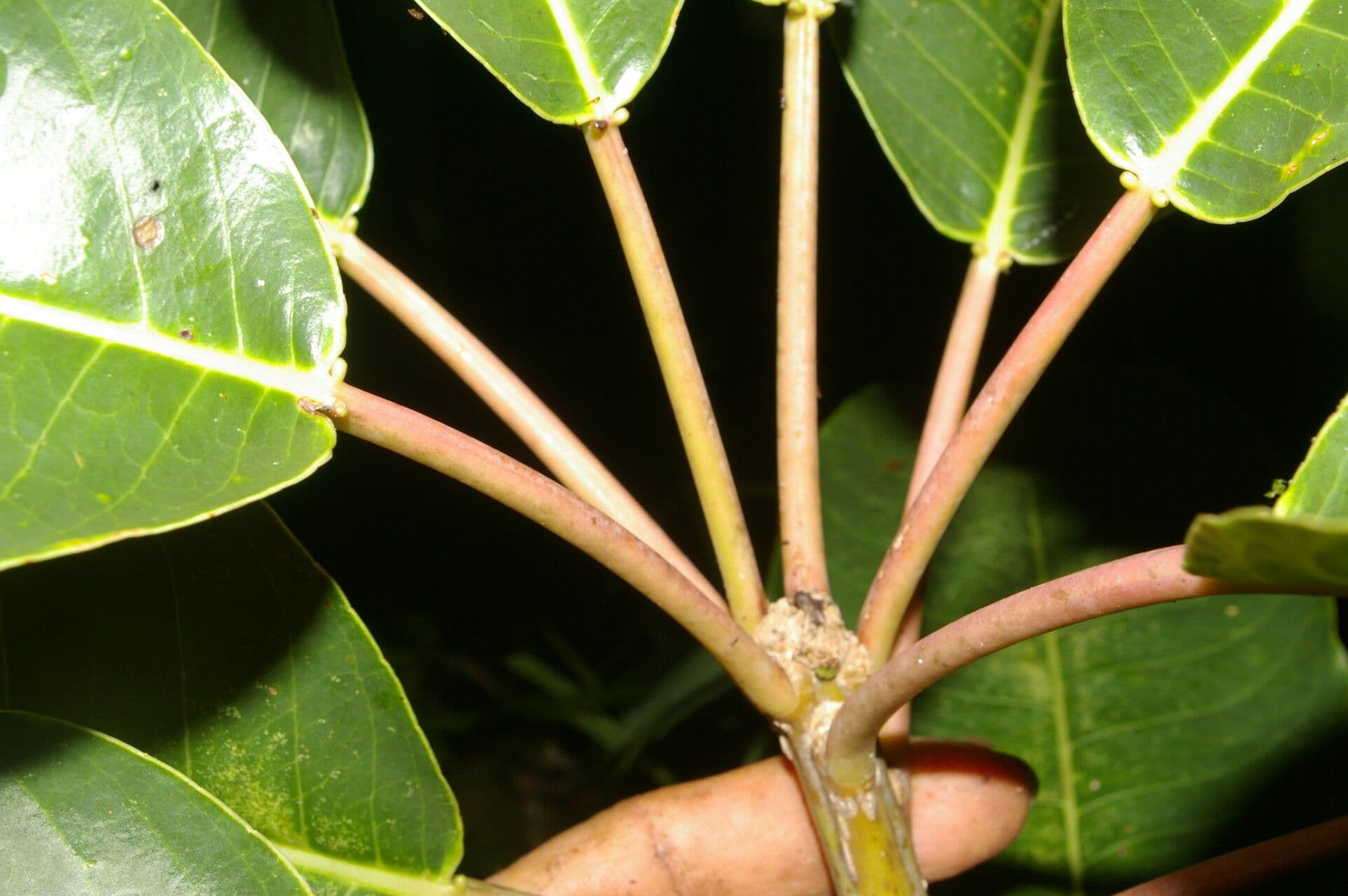 Sapium 3