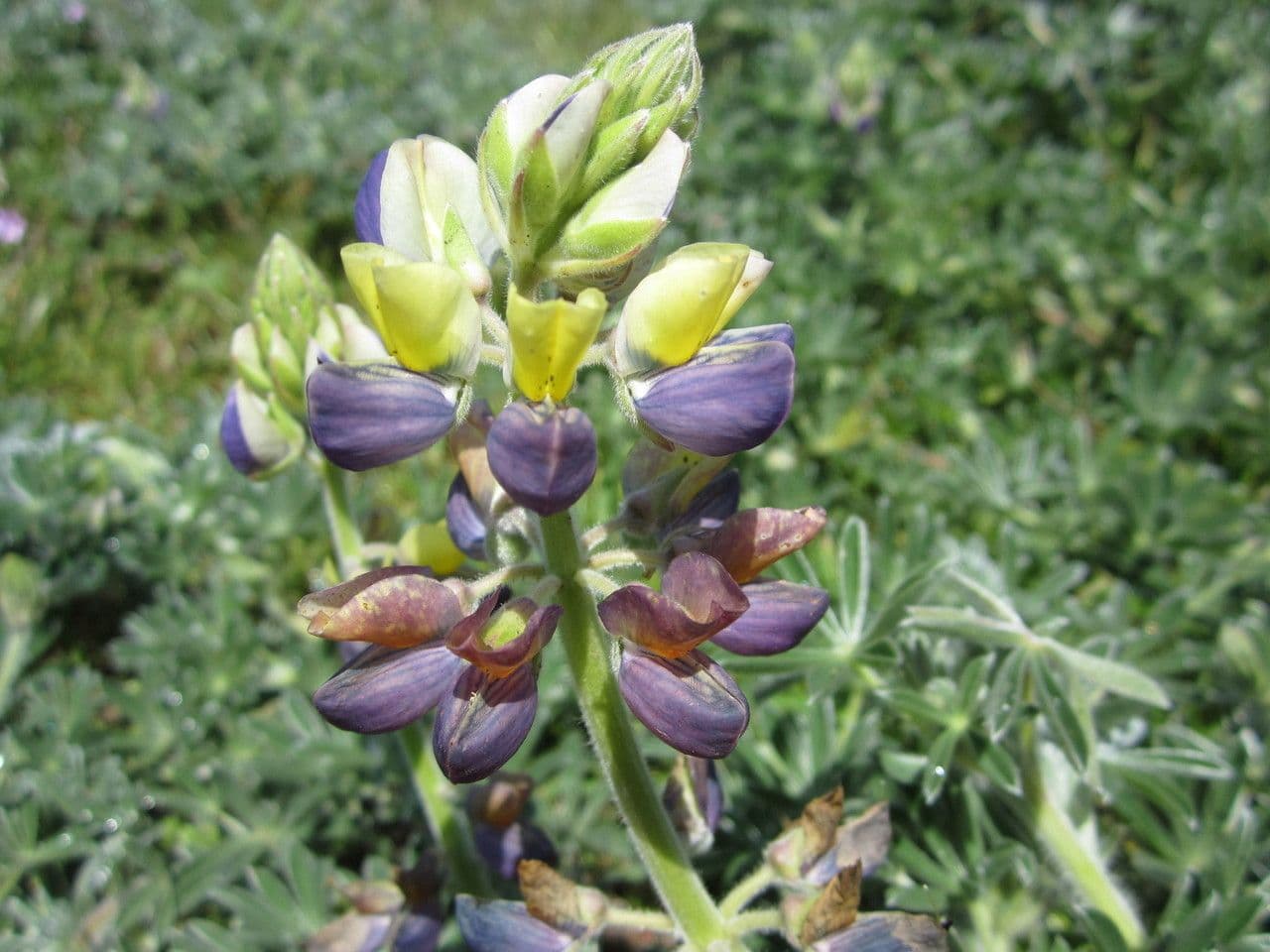 Lupino variopinto 4