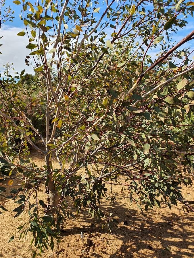 Eukalyptus 3