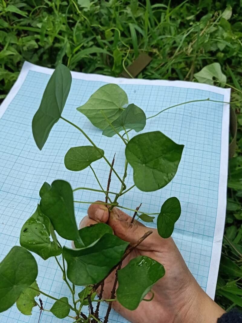 Ipomoea tmavá 17