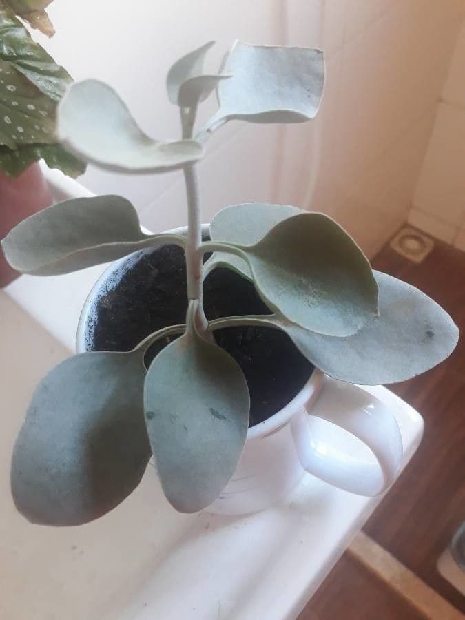 Kalanchoe 6