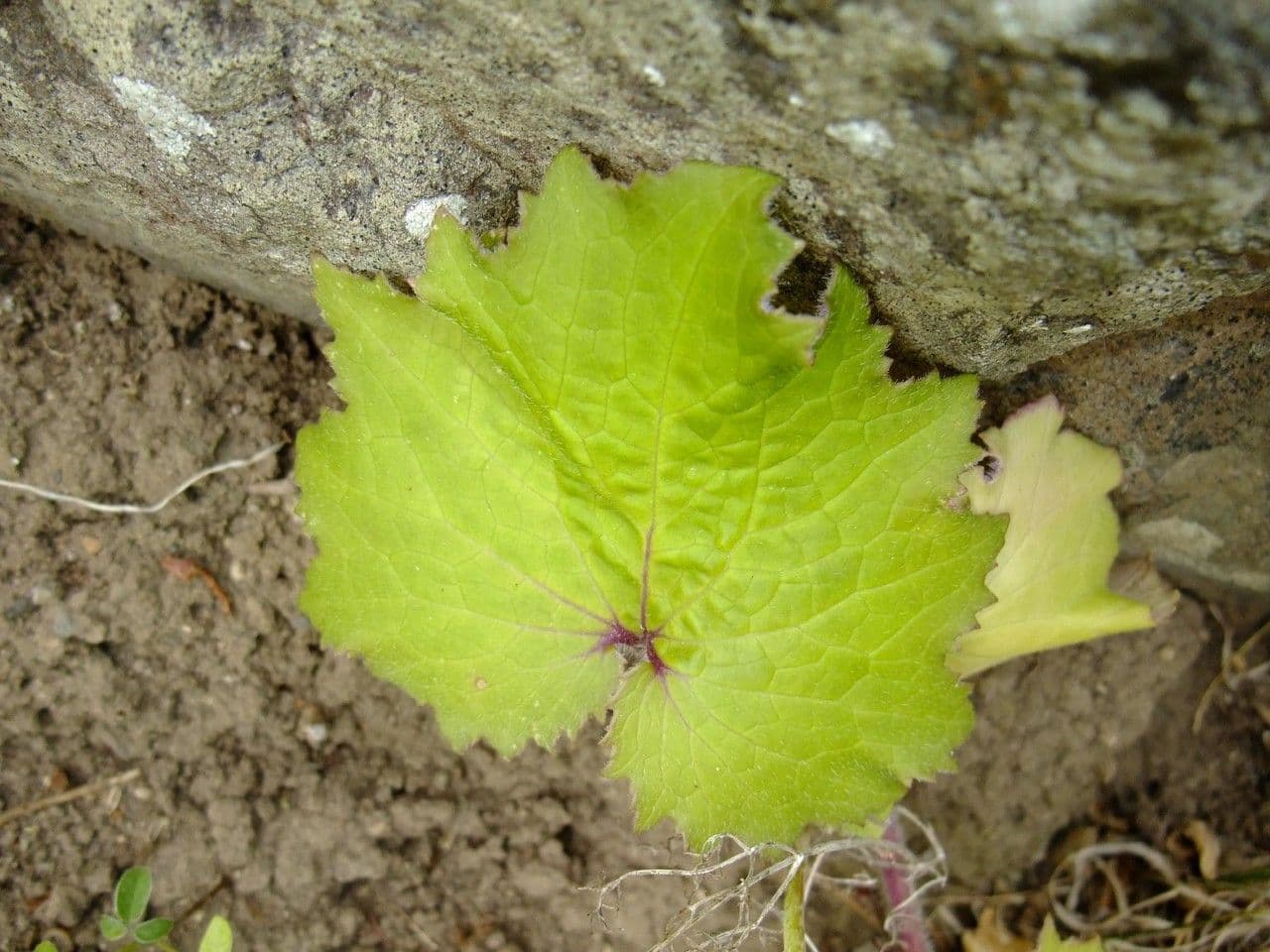 Pericallis 15