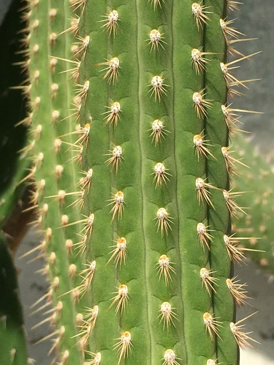 Chirinola 17