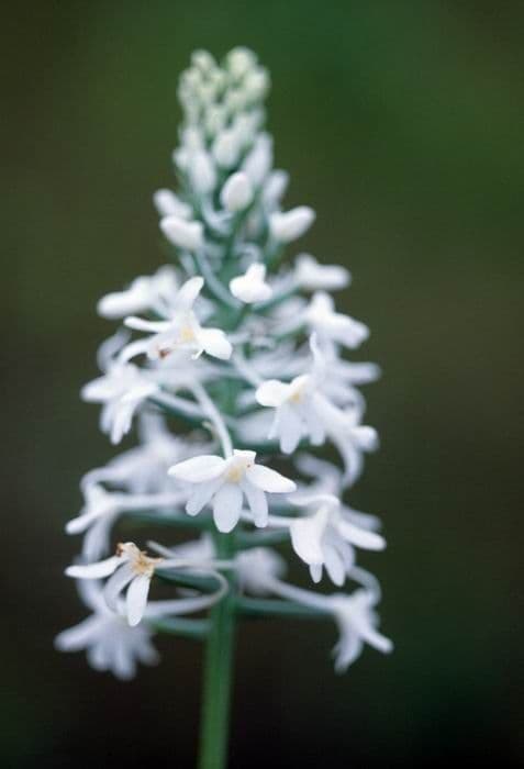 Platantera nivea 2