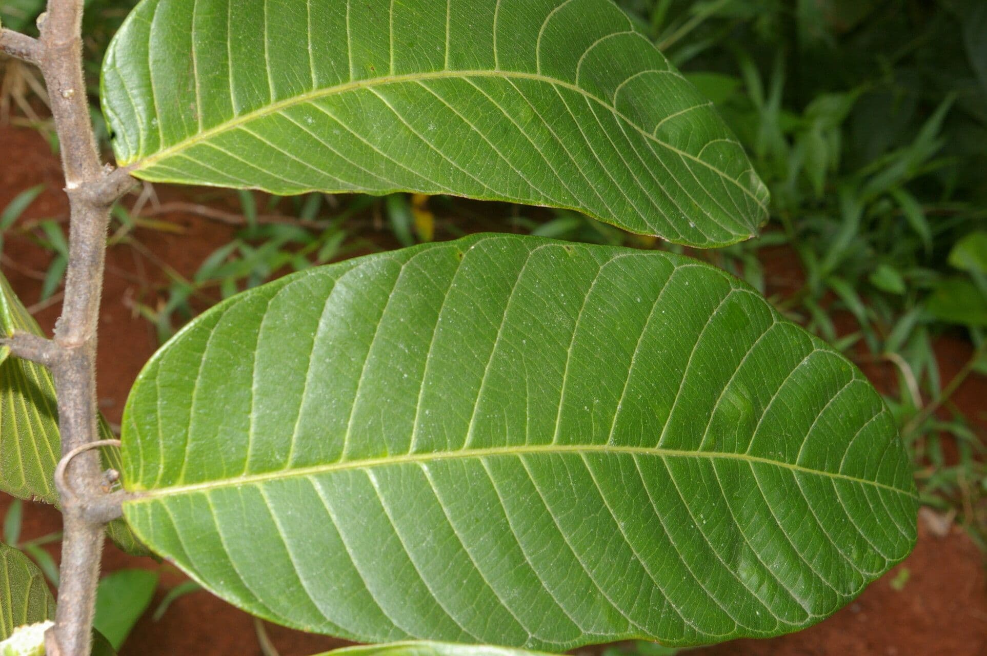 Perebea guianensis 9