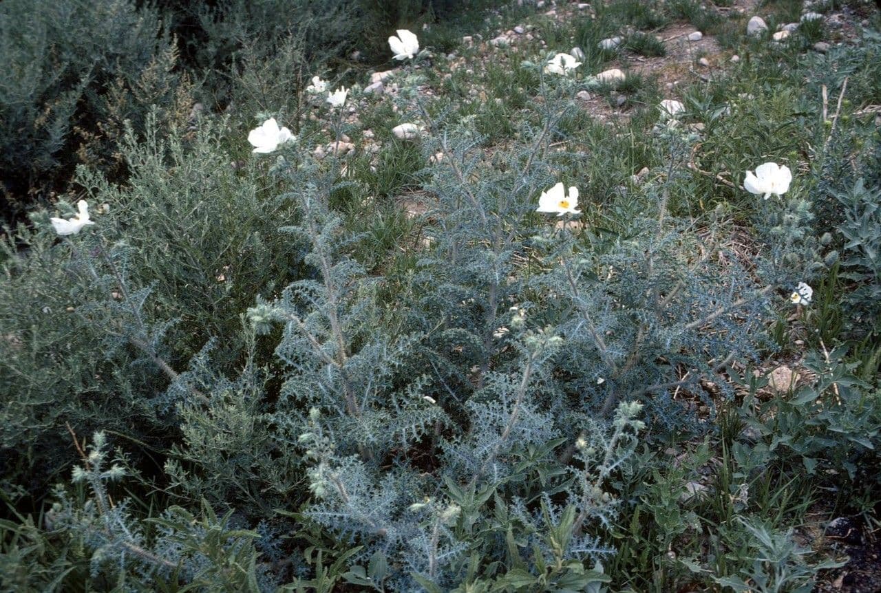 Stacheldistel 16