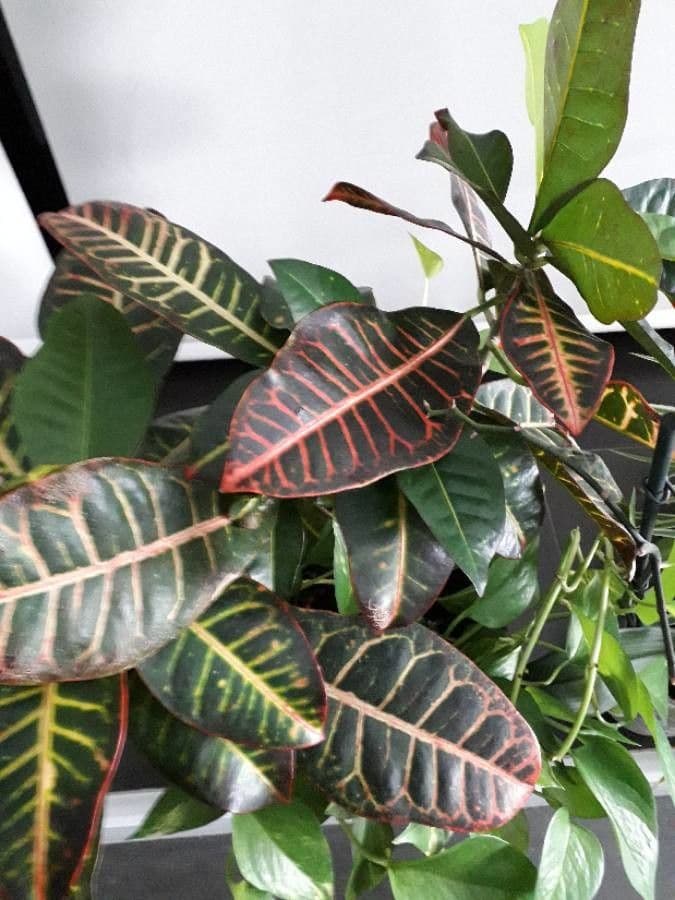 Croton variegato 18
