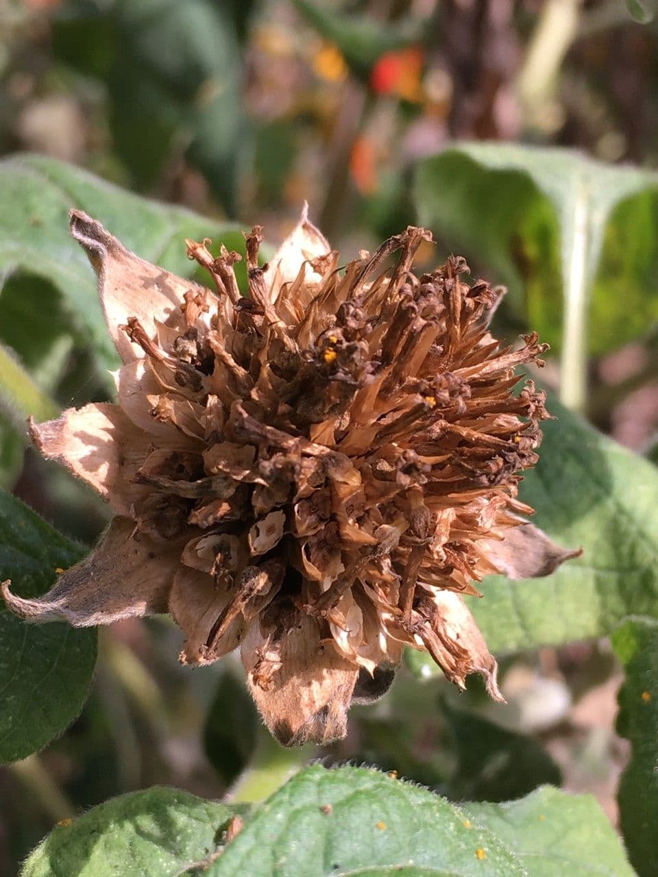 Tithonia rotundifolia 4