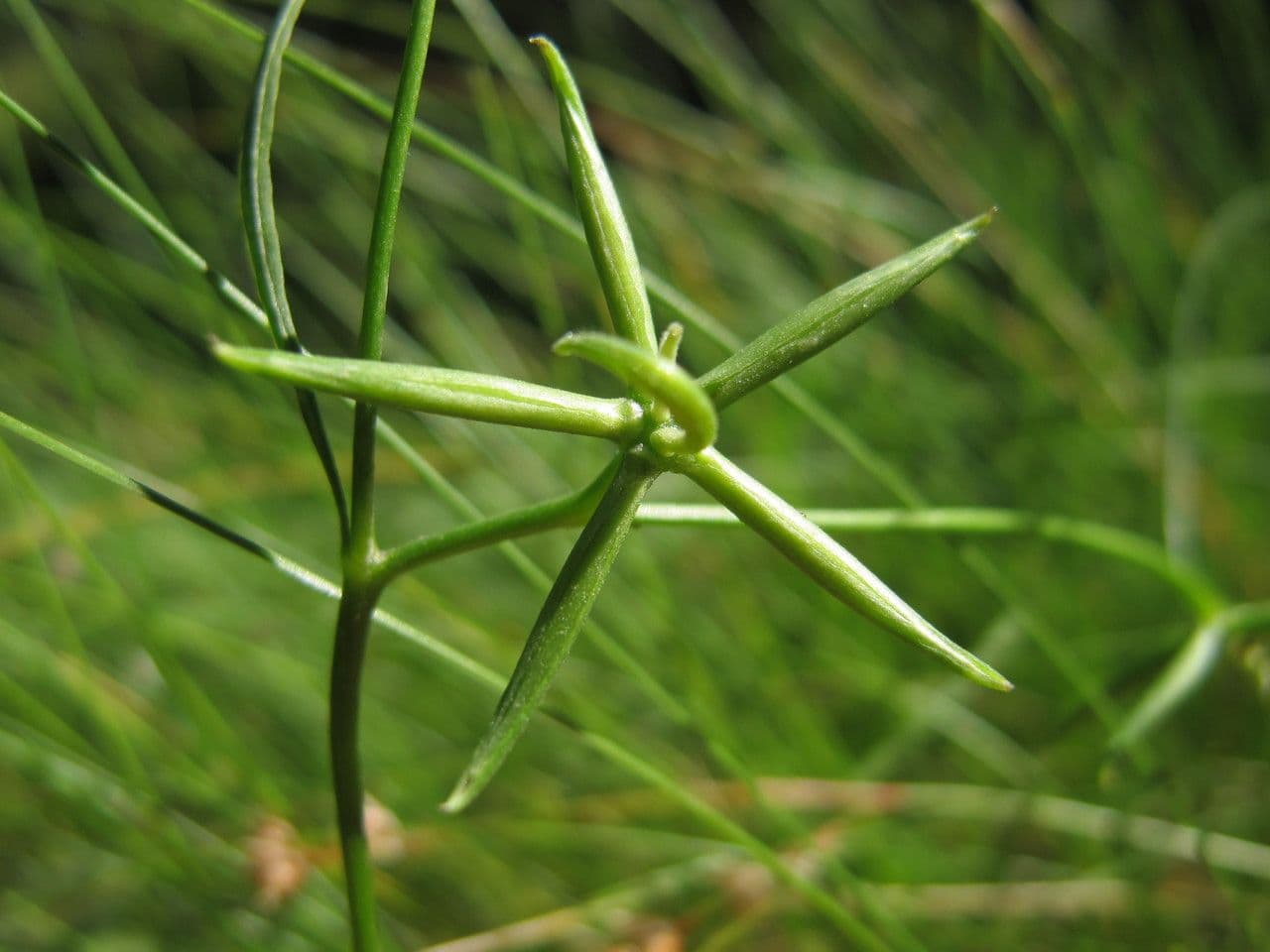 Rhagadiolus 21